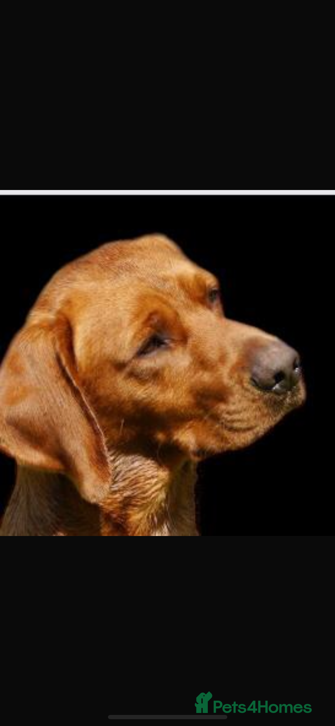 Labrador Retriever dogs for sale: My lovely Labrador puppies - Image 32