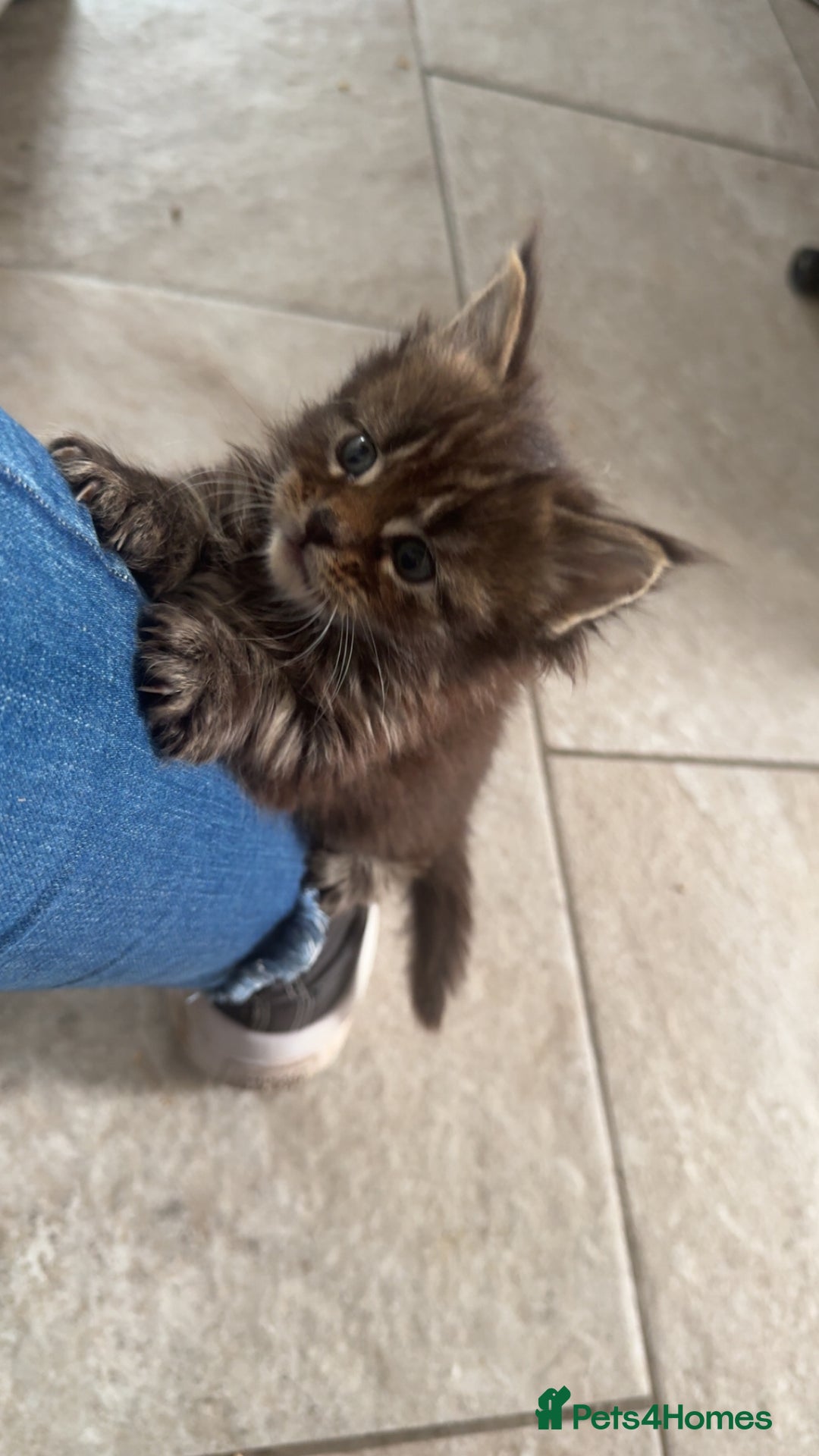 Maine Coon cats for sale: Exceptional Mainecoon Cubs 3 left - Advert 13