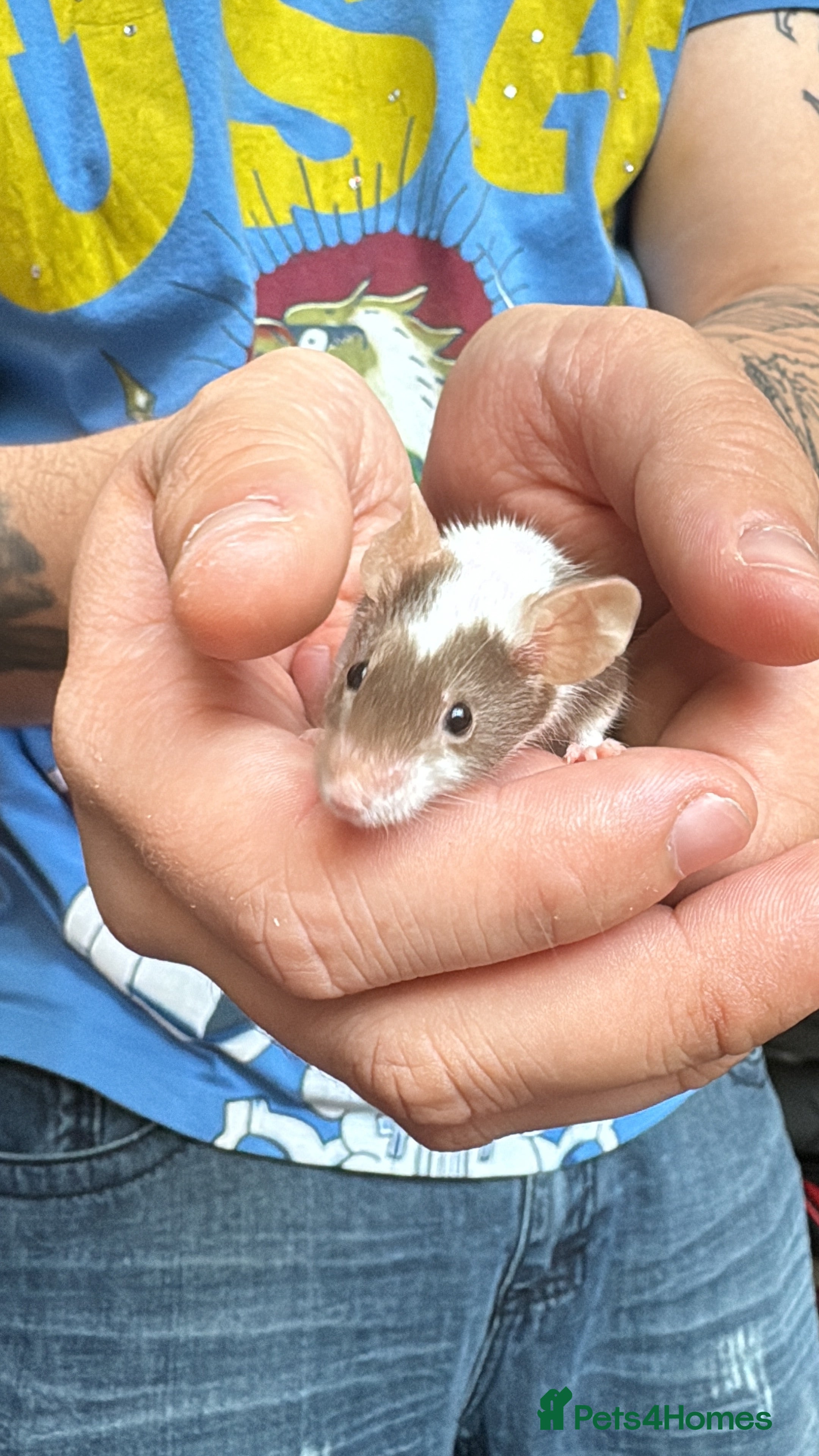 Mouse rodents 8 female mice - Advert 1