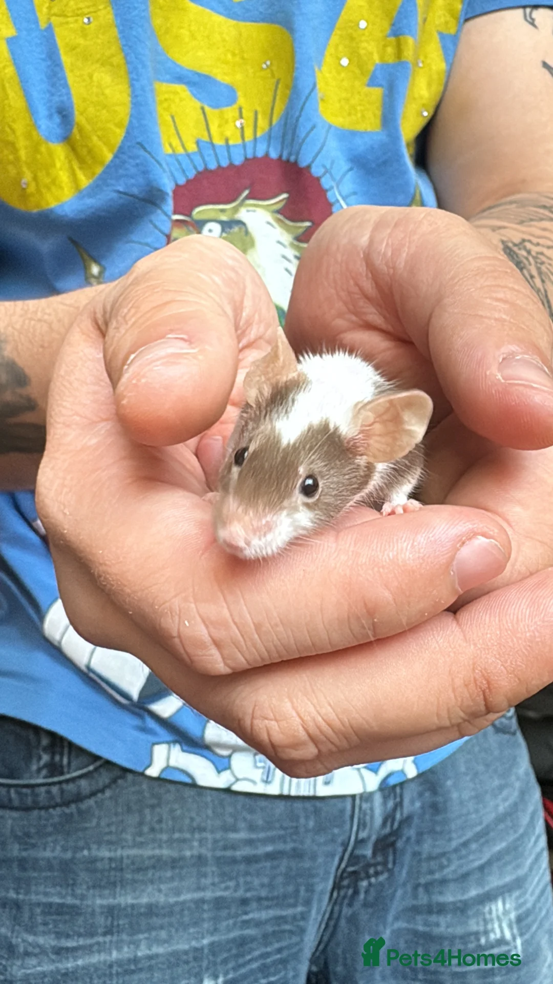 Mouse rodents for sale: 8 female mice - Advert 1