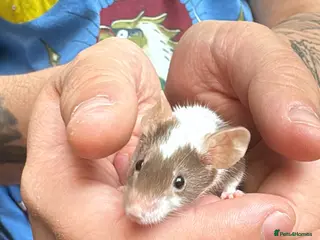 Mouse rodents 8 female mice - Advert 1