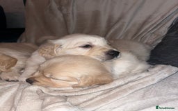 Golden Retriever dogs for sale: Beautiful KC Golden Retriever Babies  - Image 21