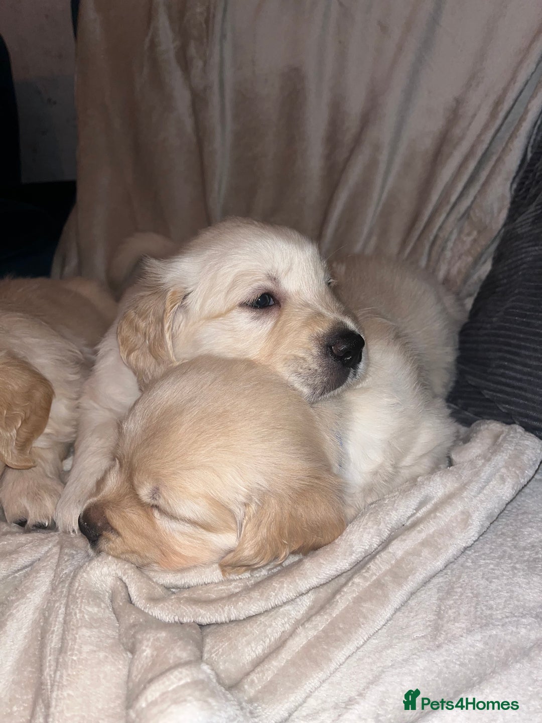 Golden Retriever dogs for sale: Beautiful KC Golden Retriever Babies  - Image 21