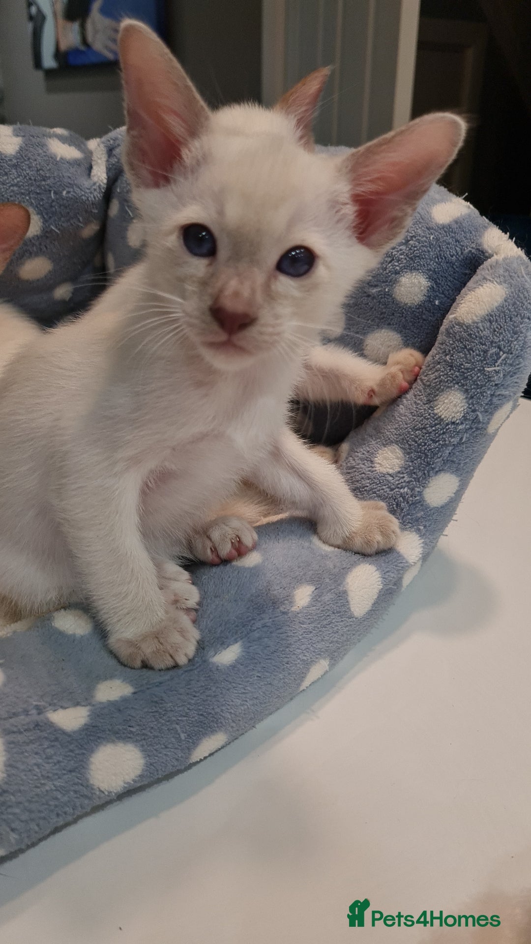 Siamese cats for sale: LAST ONE,  Gorgeous Bluepoint little boy. - Advert 4