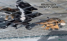 Mixed Breed dogs for adoption: Banjo, 1 yr approx. Available for adoption. - Image 20