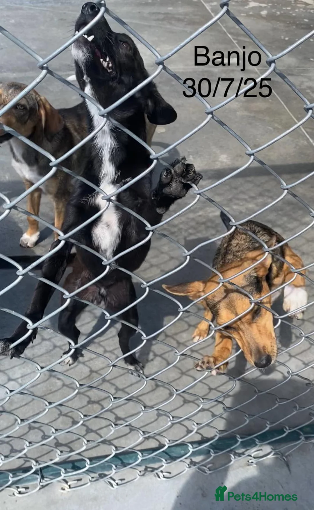 Mixed Breed dogs for adoption: Banjo, 1 yr approx. Available for adoption. - Advert 22