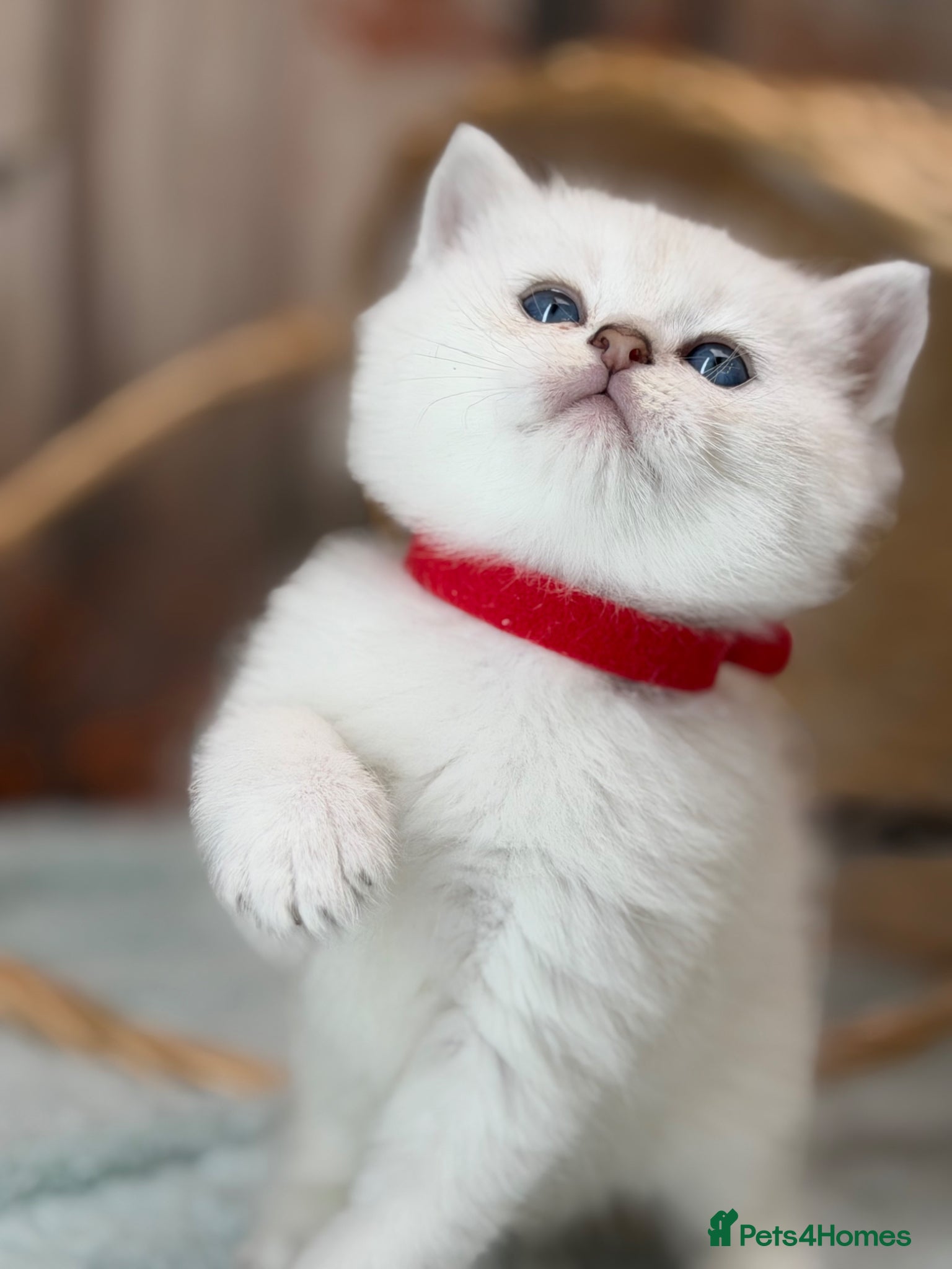 British Longhair cats British LH/ shorthair golden point kittens GCCF  - Advert 10