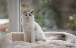 Ragdoll cats for sale: Rare colour GCCF kittens from Champion lines - Image 7