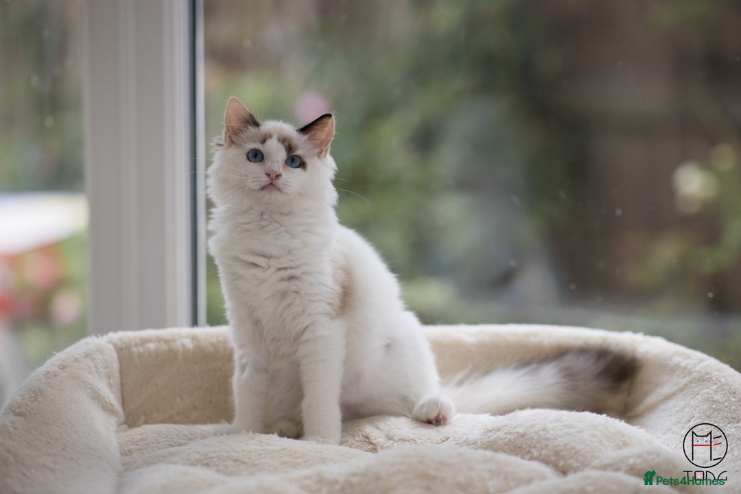 Ragdoll cats for sale: Rare colour GCCF kittens from Champion lines - Image 7