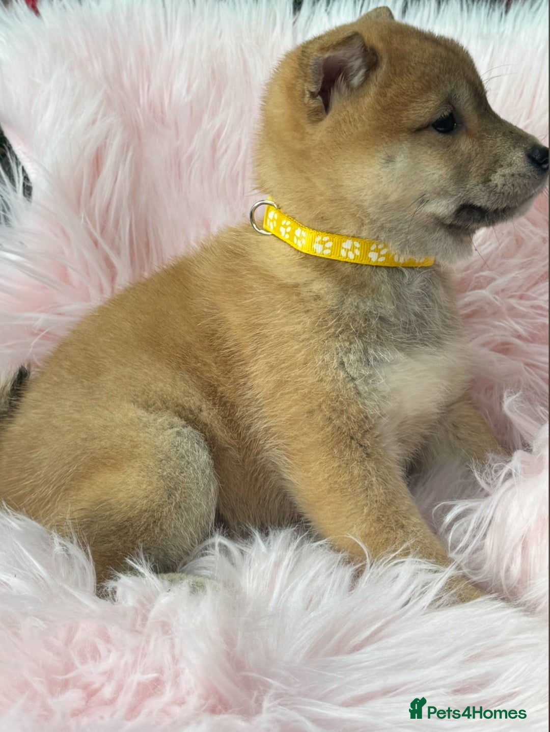 Japanese Shiba Inu dogs for sale: Kc registered Shiba Inu puppies  - Advert 10