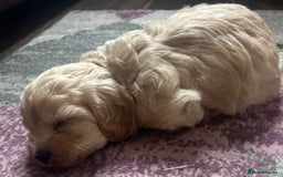 Cockapoo dogs for sale: cockapoo babies  - Image 6
