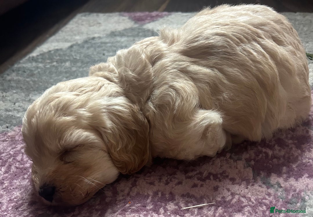 Cockapoo dogs for sale: cockapoo babies  - Image 6