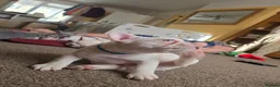 French Bulldog dogs for sale: French bulldog puppies  - Advert 23