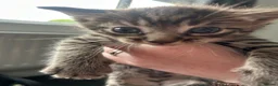 Mixed Breed cats for sale: 5 Kittens mixed breed in Dukinfield - Advert 9