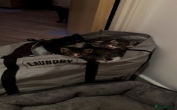 Domestic Shorthair cats for sale: 5 Tabby & Tuxedo kittens for sale - Image 4