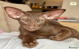 Oriental cats for sale: Oriental and Siamese kittens GCCF reg - Image 23