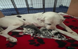 Great Dane dogs for sale: Purebred Great Dane Puppies – European Bloodline  - Image 11