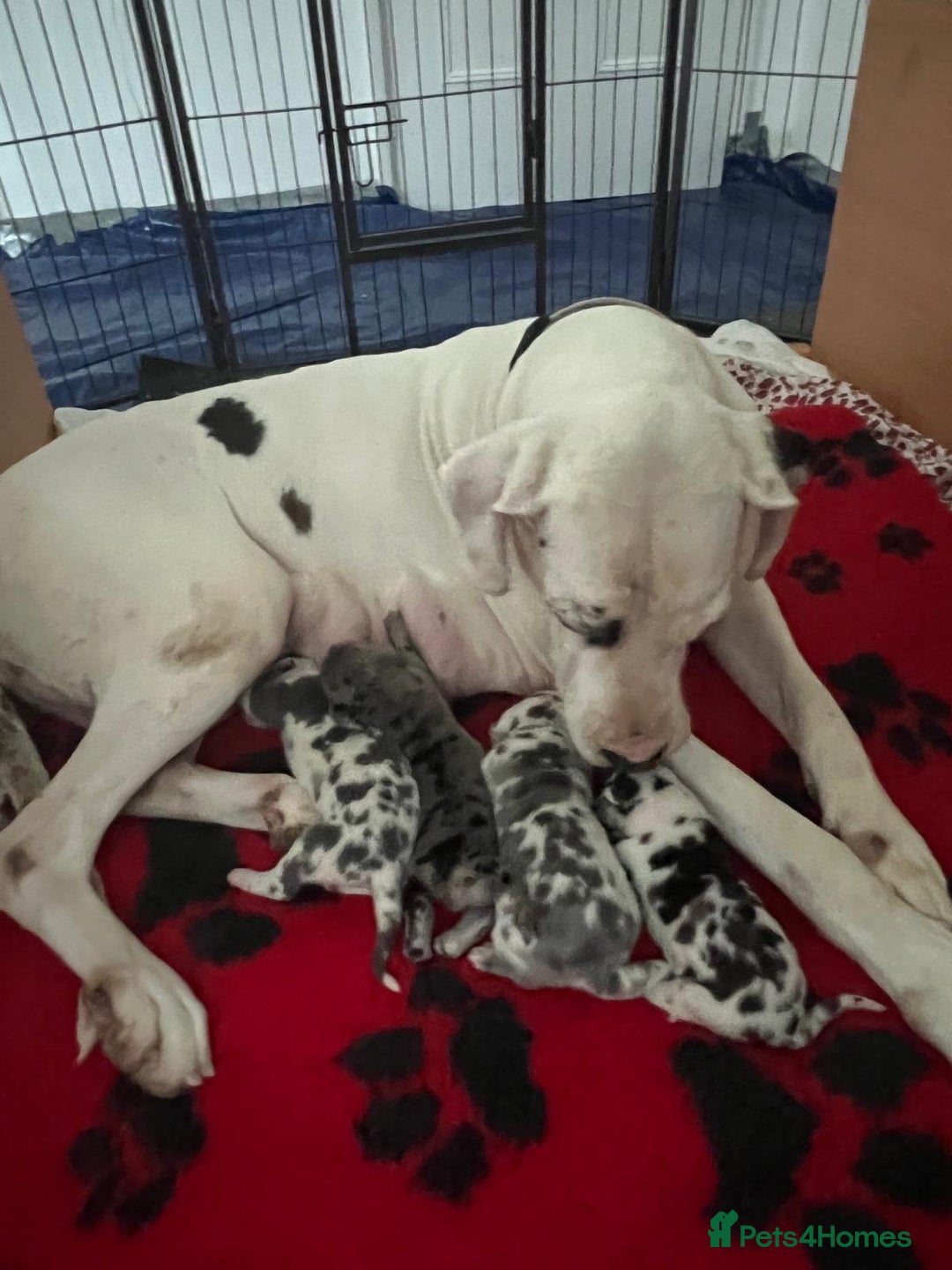 Great Dane dogs for sale: Purebred Great Dane Puppies – European Bloodline  - Image 11