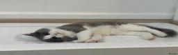 Ragdoll cats for sale: Her name reza in Feltham - Advert 6