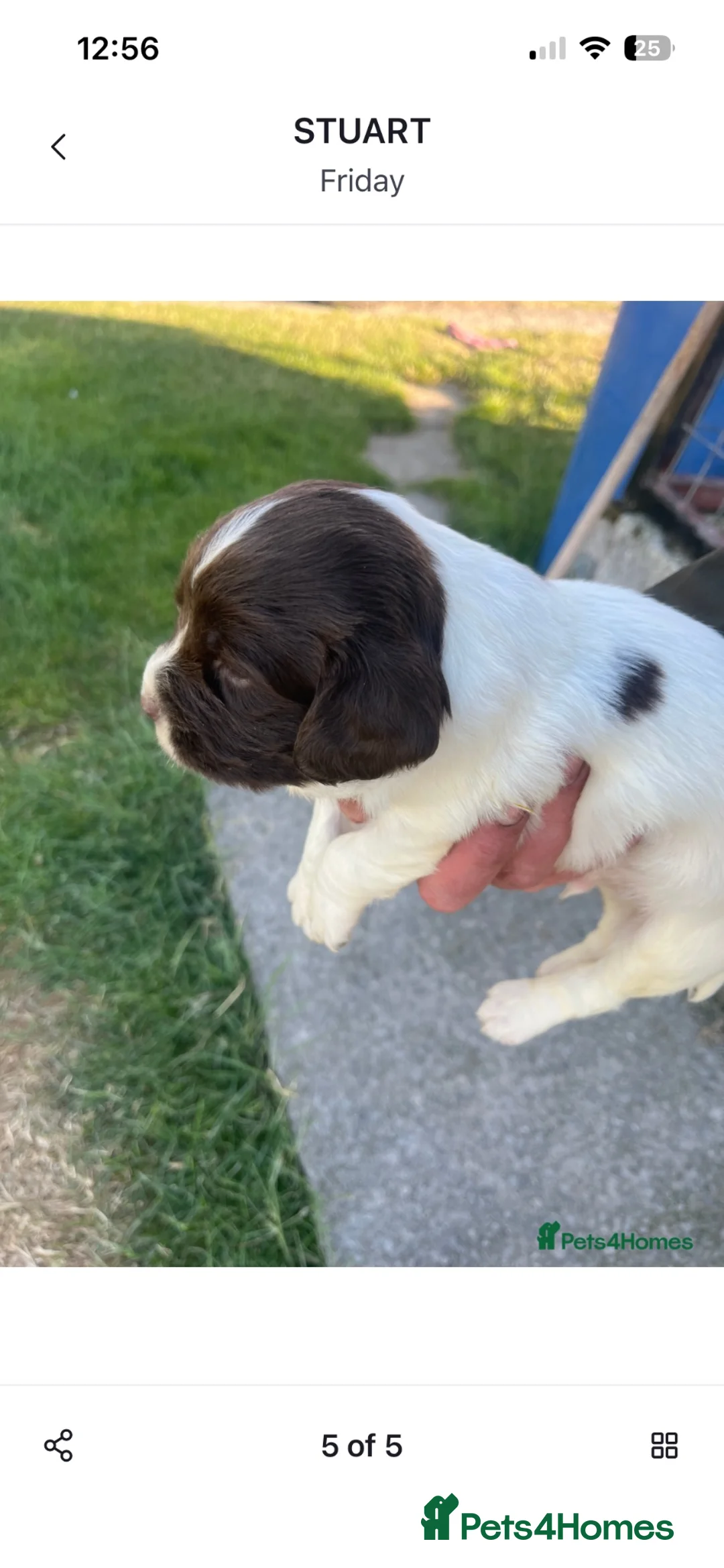 English Springer Spaniel dogs for sale: Beautiful springer spaniels  - Advert 2