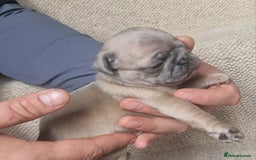 Pug dogs for sale: RARE Pug puppies  - Advert 3