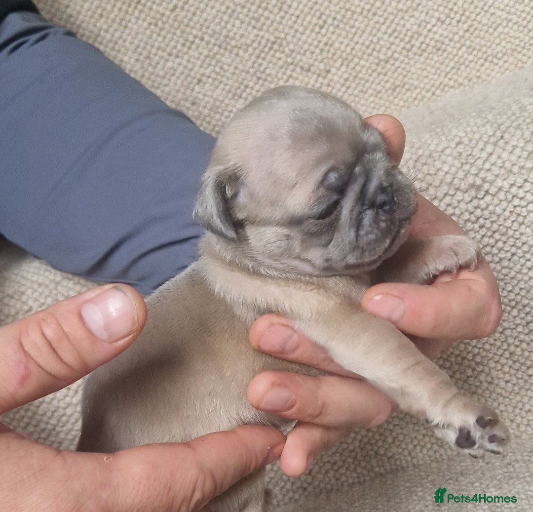 Pug dogs for sale: RARE Pug puppies  - Advert 3