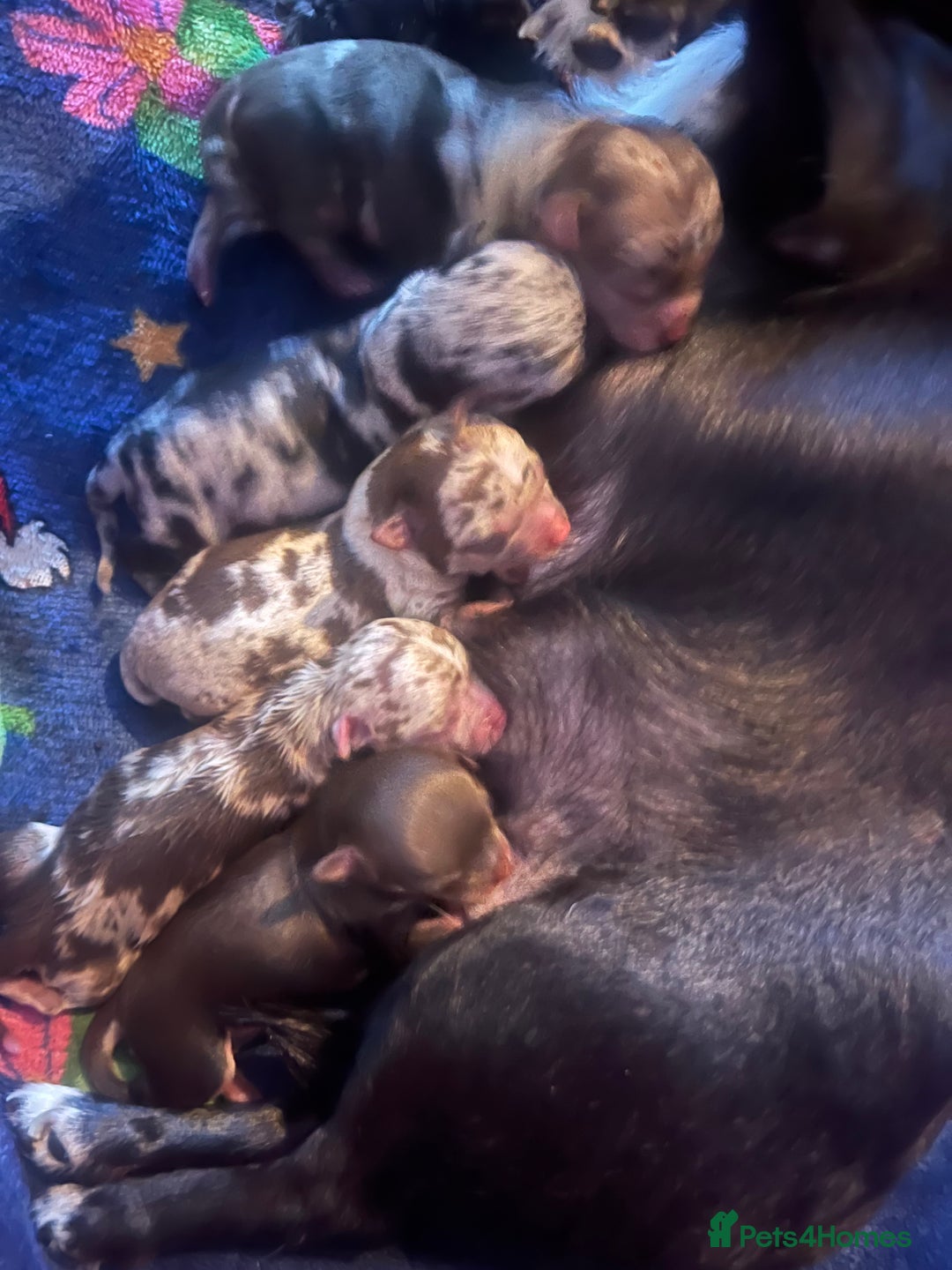 Chihuahua dogs for sale: Beautiful Merle chihuahua pups  - Image 6