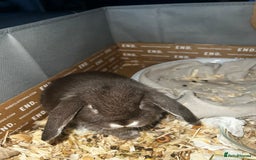 Mini Lop rabbits for sale: Baby girl mini lop - Advert 3
