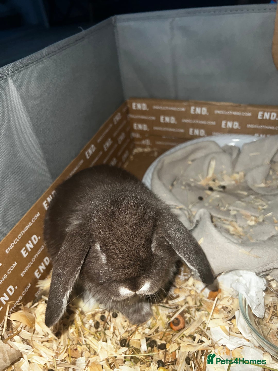Mini Lop rabbits for sale: Baby girl mini lop - Advert 3