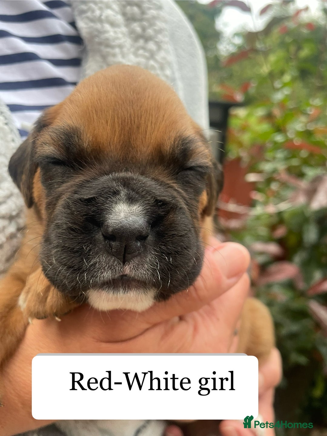 Boxer dogs for sale: Bunch of Boxer Babies - Image 19