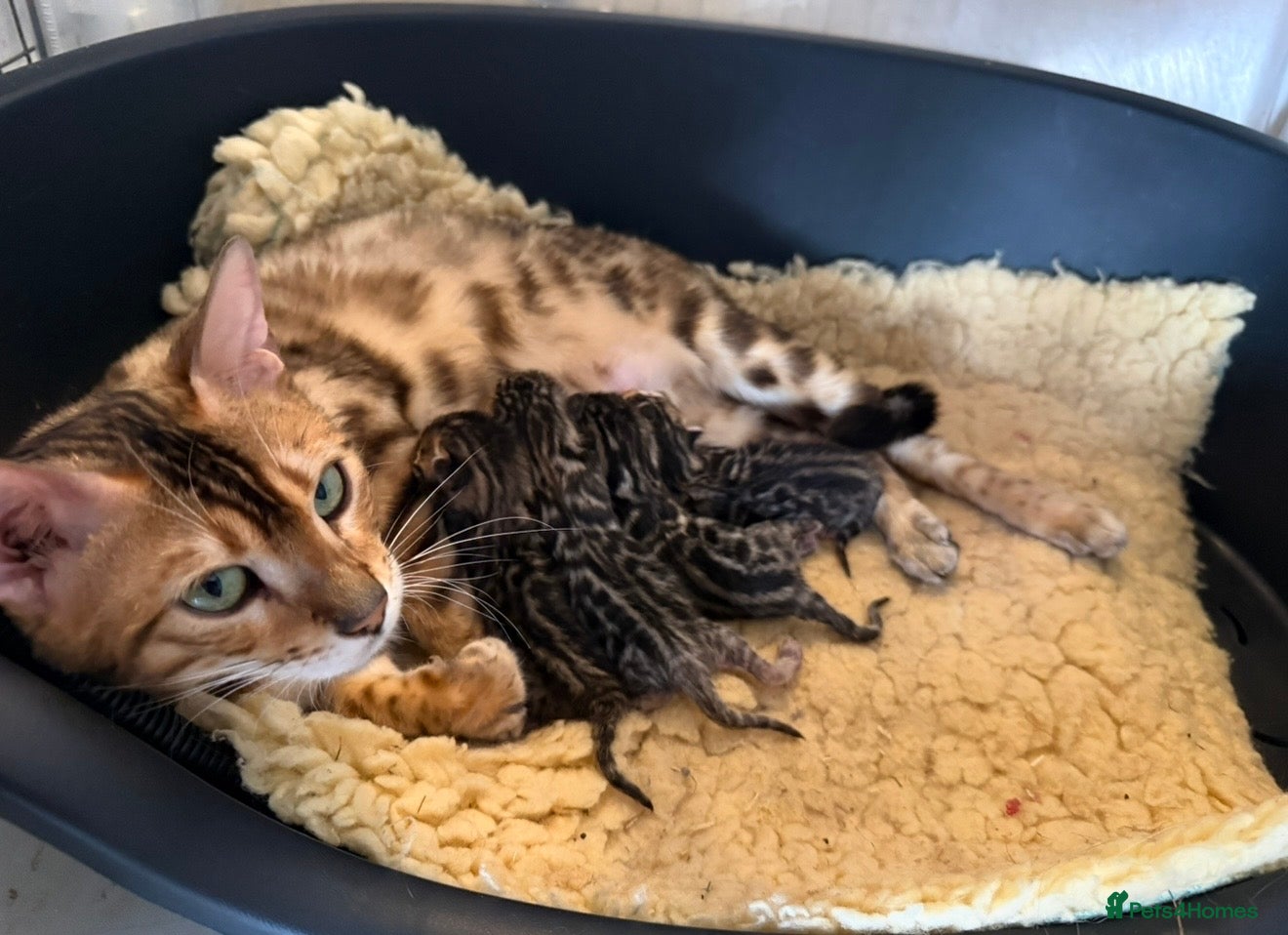 Bengal cats Pedigree TICA 💙 Bengal Kittens 🐆 Health Tested - Advert 2