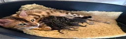 Bengal cats for sale: Pedigree TICA 💙 Bengal Kittens 🐆 Health Tested - Advert 1