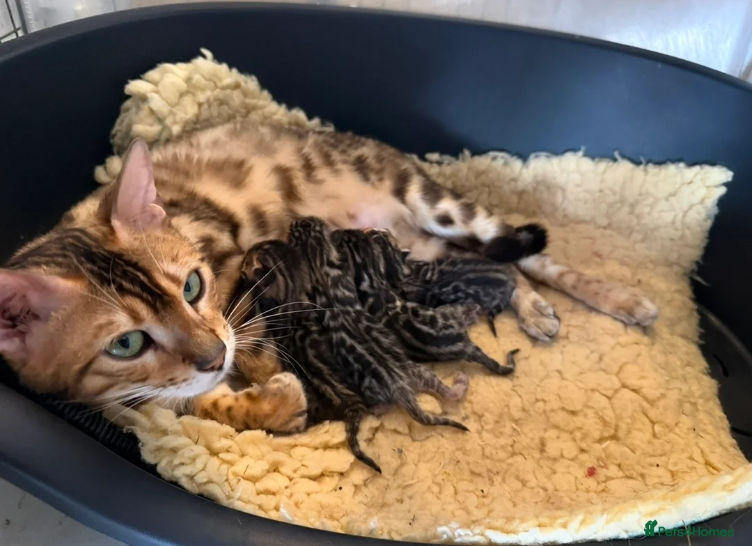 Bengal cats for sale: Pedigree TICA 💙 Bengal Kittens 🐆 Health Tested - Advert 1