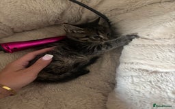 Mixed Breed cats for sale: 3 Female Kittens Available  - Image 11