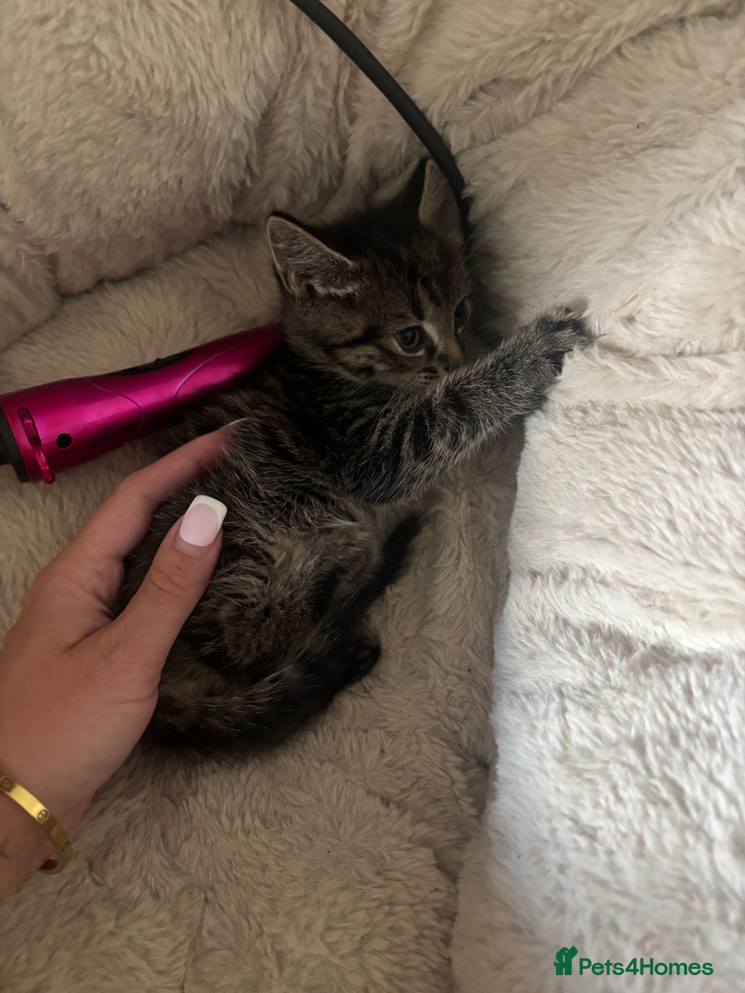 Mixed Breed cats for sale: 3 Female Kittens Available  - Image 11