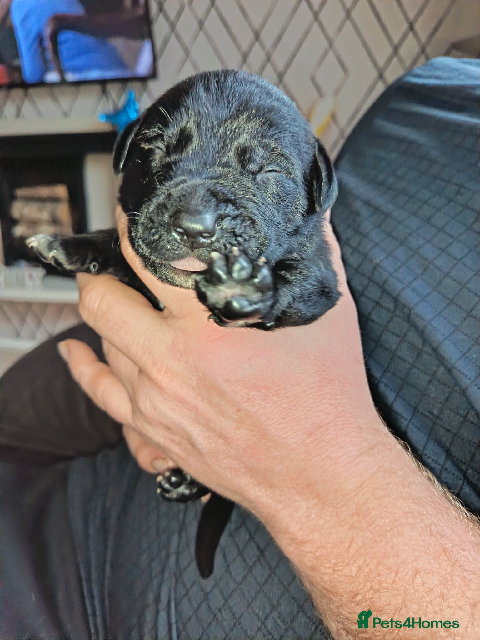 Mixed Breed dogs American bully cross goldendoodle - Advert 3