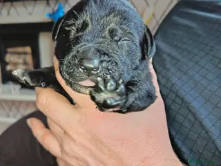 Mixed Breed dogs American bully cross goldendoodle - Advert 3