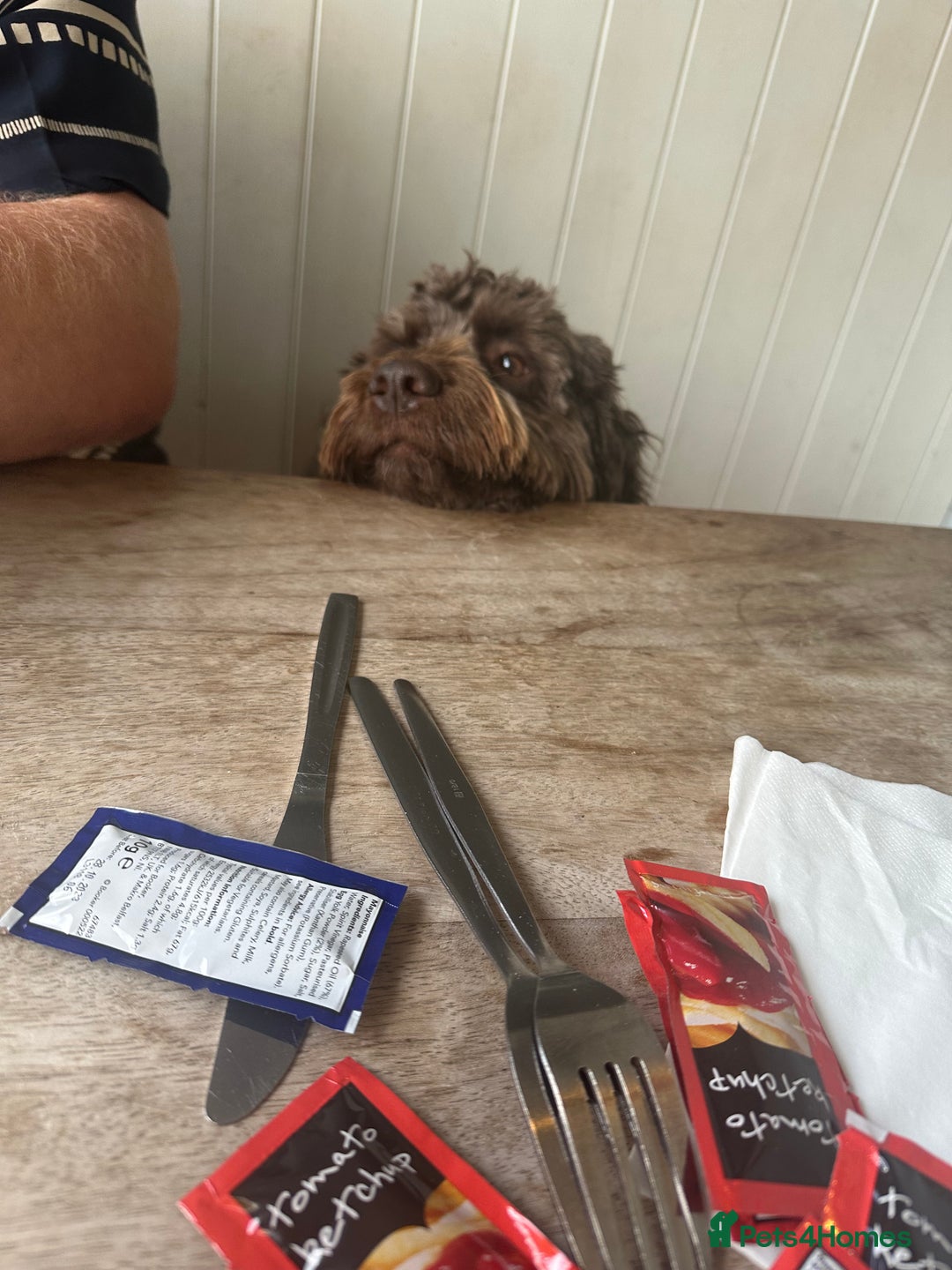 Cockapoo dogs for sale: Much Loved Cockapoo Barney - Advert 12