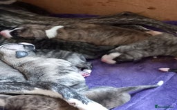 Whippet dogs for sale: Top Class Whippet Puppies bred from Champions - Image 6