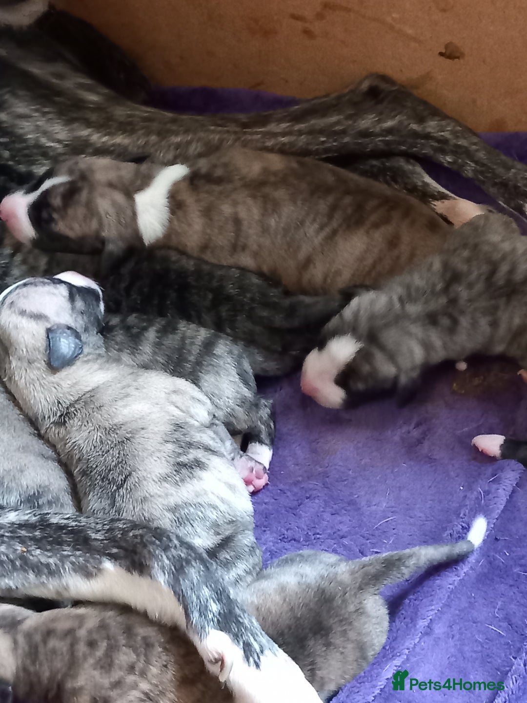 Whippet dogs for sale: Top Class Whippet Puppies bred from Champions - Image 6