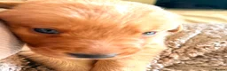 Borador dogs for sale: Fox red Borador puppies  - Advert 23
