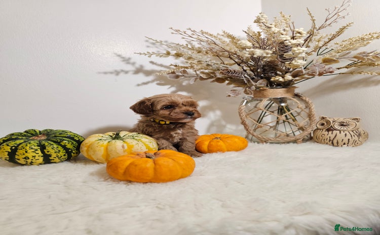 Cavapoo dogs - Advert 4
