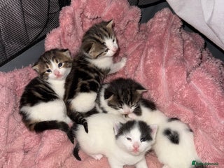Mixed Breed cats Tabby and white kittens - Advert 1