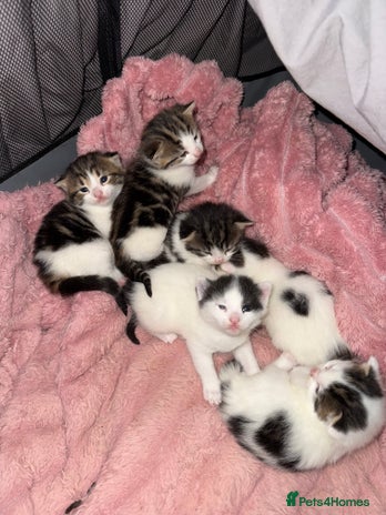Mixed Breed cats Tabby and white kittens - Advert 2