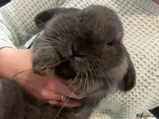 French Lop rabbits Bunny - Advert 9