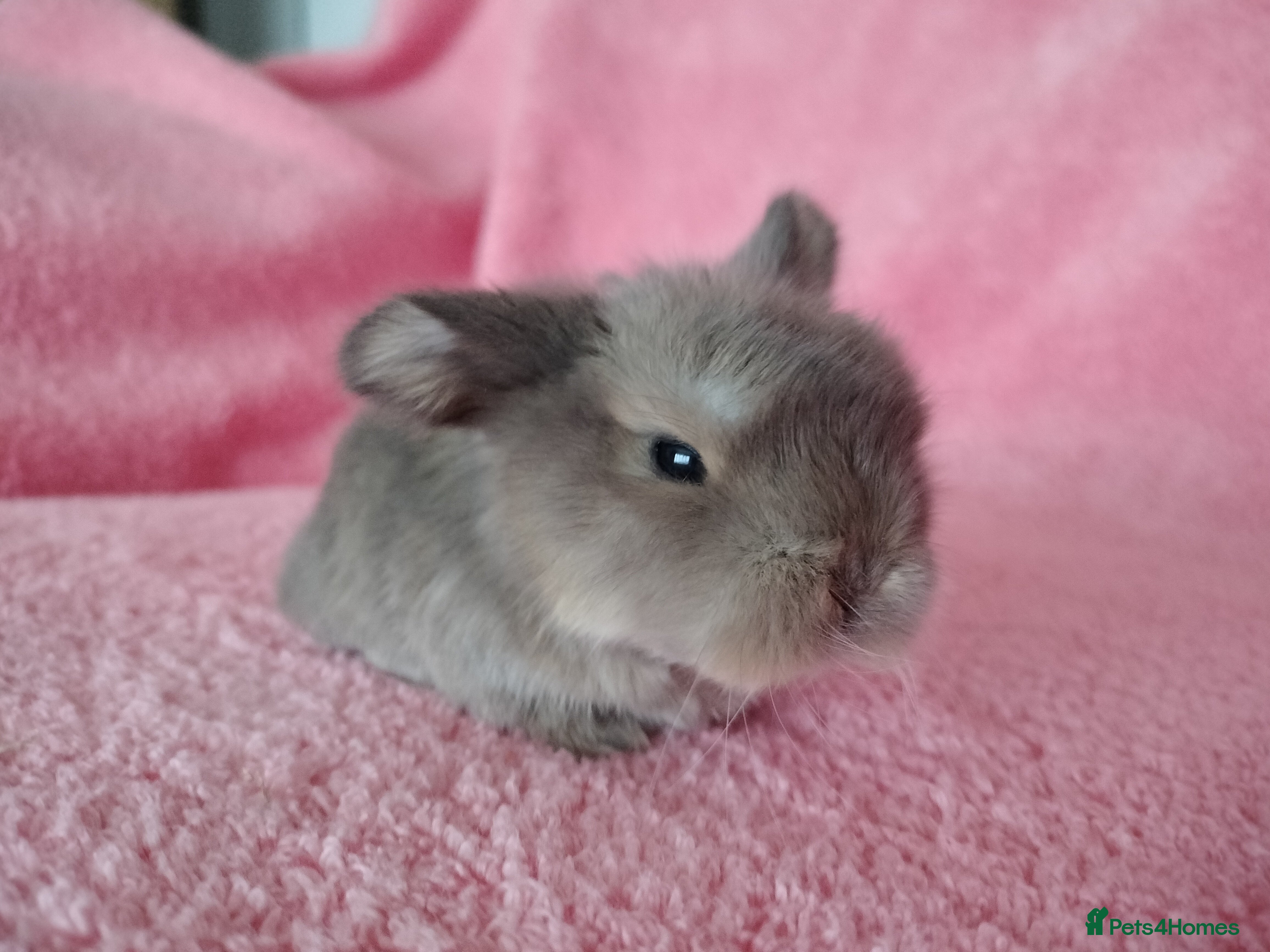 Mini Lop rabbits Baby mini lops for sale  - Advert 6