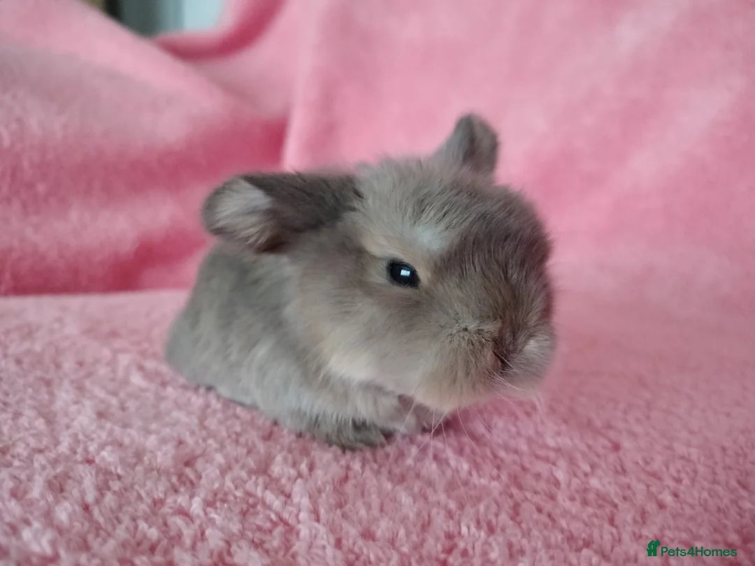 Mini Lop rabbits for sale: Baby mini lops for sale  - Advert 7