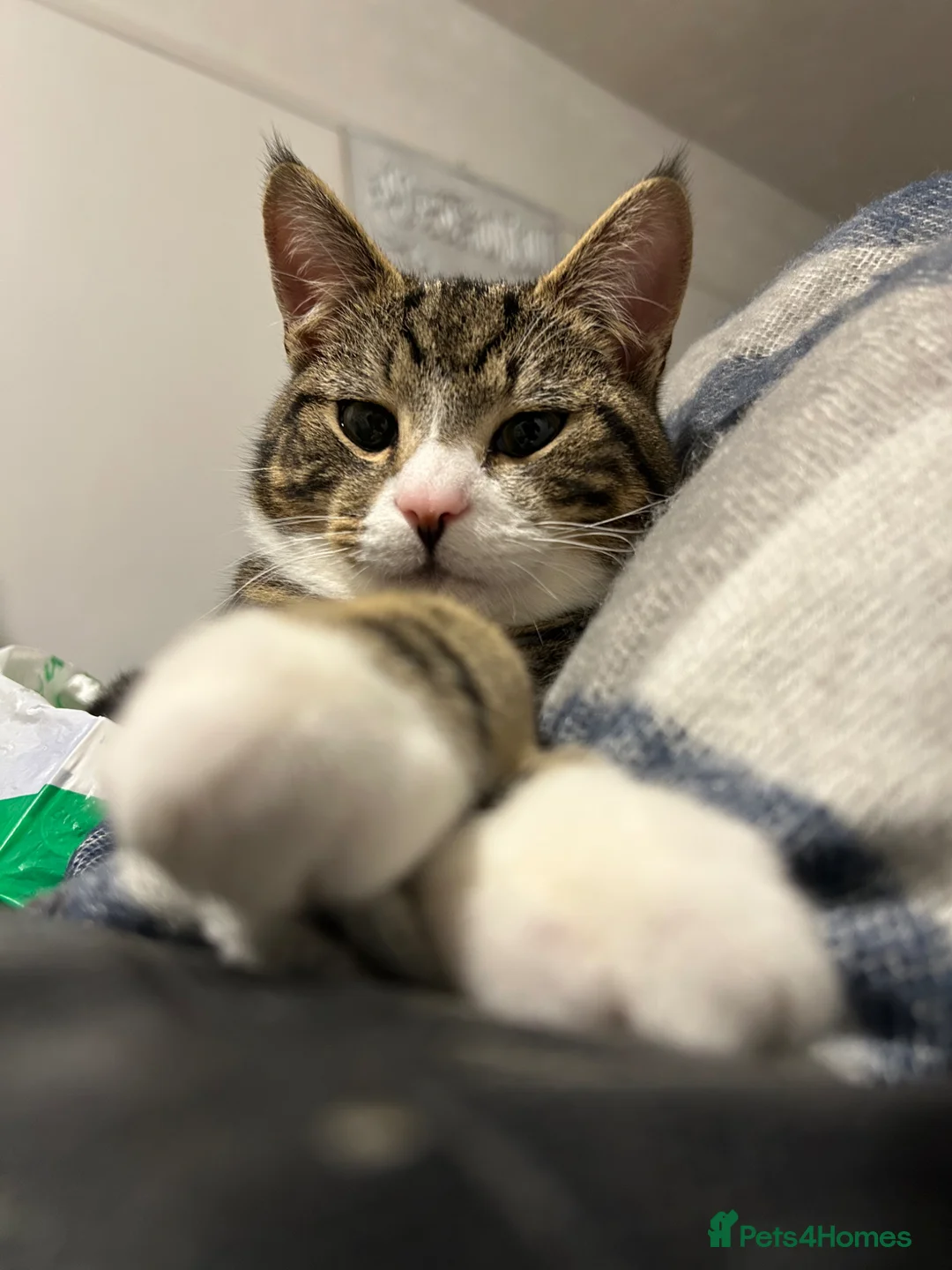Mixed Breed cats for sale: Playful and sweet, ready for his new home  - Advert 1