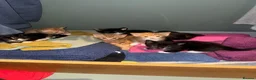 Mixed Breed cats for sale: Beautiful Litter of Seven Home-Raised Kittens - Advert 3