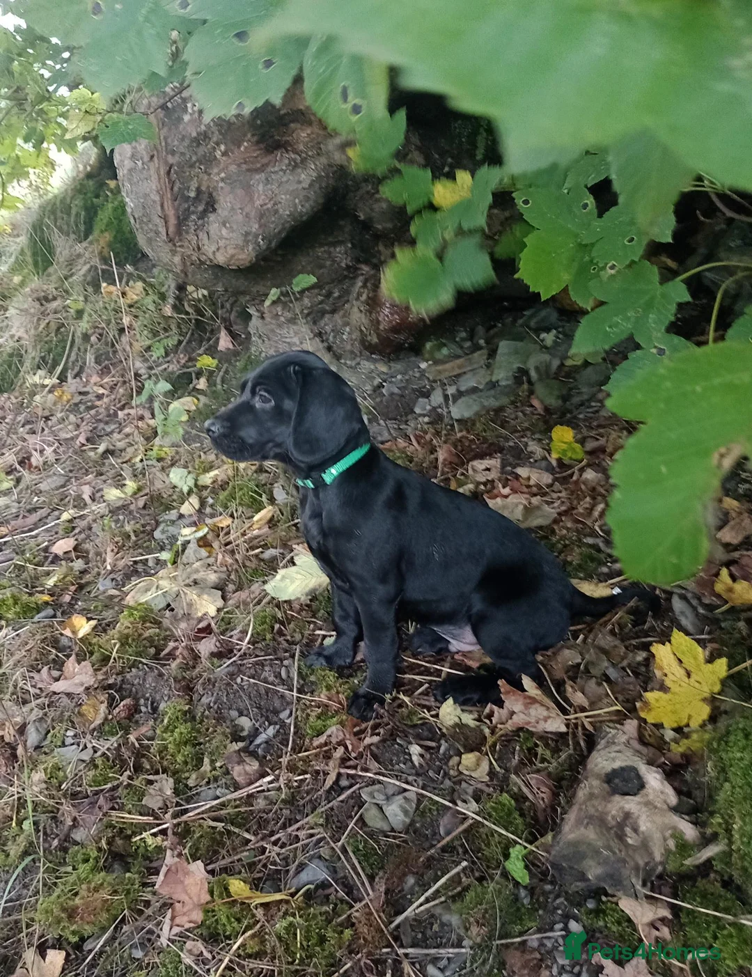 Springador dogs for sale: Happy friendly Springador puppies  - Advert 7
